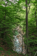 春の吾妻渓谷の風景