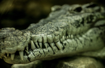 Close-up from crocodile mouth, with depth of field in the background