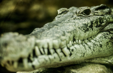 Close-up from crocodile mouth, with depth of field in the background