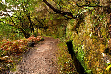 Rain, forest, levada, Madeira