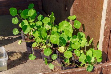 Small tropaeolum or nasturtium plants waiting to be planted in garden.