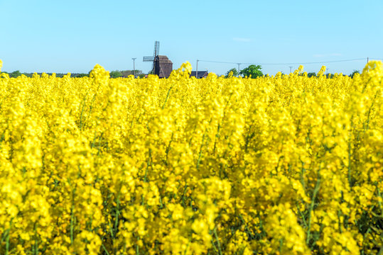 Old wooden windmill at the end of a yellow rapeseed field. Copy space.