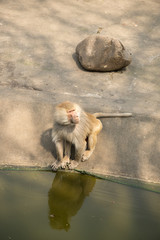 Małpa w zoo w Szanghaju