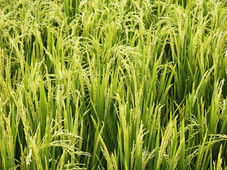 Closeup of rice plants growing on a rice field, Bali, Indonesia