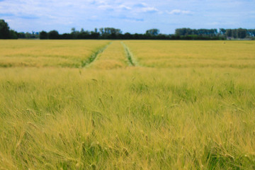 Obraz premium rye field in summer