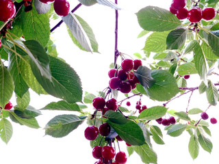 Red Cherries on Branches