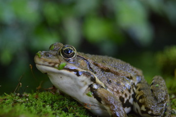 grenouille
