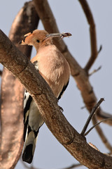 Hoopoe Bird with Insect Siting on the Branch