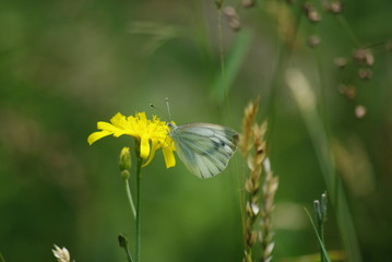 fleur plante insectes