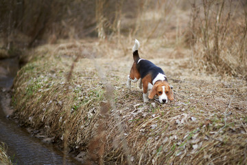 dog beagle play in the meadow forest field