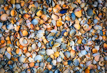 sea shells background