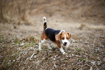 dog beagle play in the meadow forest field