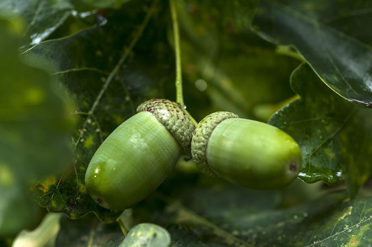 Close-up on two acorns on a branch with leaves