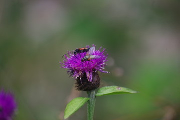 fleur plante insectes