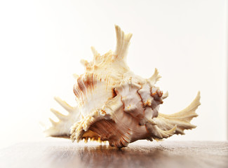 Close up view of beatiful white seashell isolated on white background