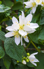 Jasmine flowers. jasmine spring flowers. Jasmine