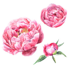 Watercolor hand drawn illustration. Peony flower set isolated on white background