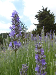 Obraz premium lavender closeup