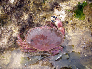 Edible crab in rock pool