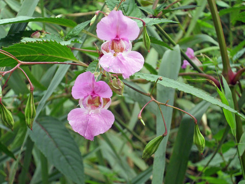 Himalayan balsam flowers
