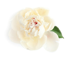 Beautiful peony flower on white background, closeup