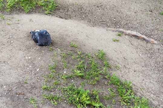 Lonesome Dove On The Ground.