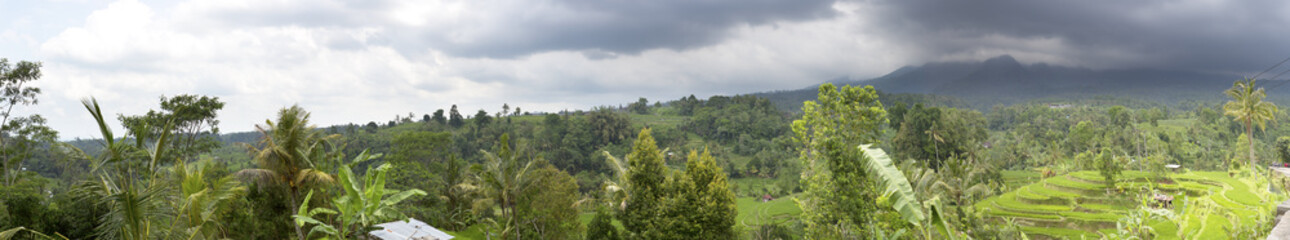 Rice terraces and palm trees. Bali, Indonesia