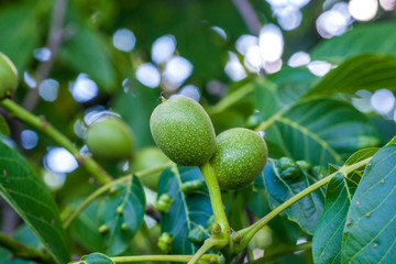 Green nuts on the tree