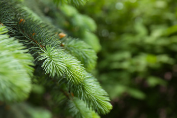 Beautiful branches of fir-tree, closeup