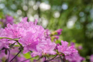 Beautiful branch of rhododendron on blurred background, close up