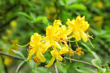 Beautiful blooming flowers on blurred background