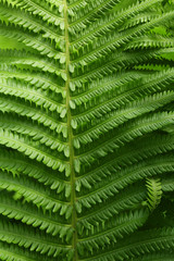 Beautiful leaves of fern, closeup