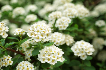 Beautiful bush with blooming flowers