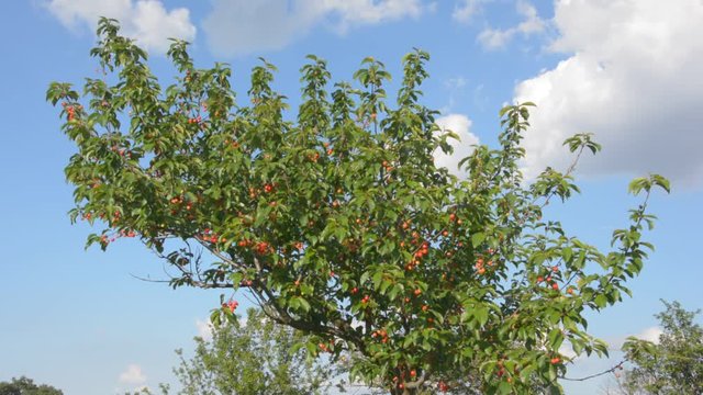 Cheries on the tree