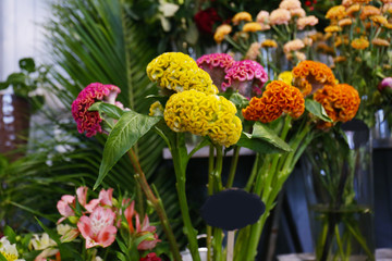 Beautiful Cockscomb flowers on blurred natural background