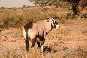 Oryx staring intently into the distance 
