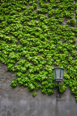 Natural ivy growth by green wall of leaves. Classical lantern stay alone near wall