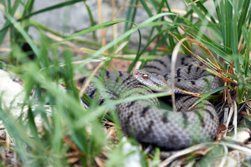 Naklejka premium Juraviper