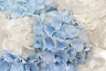 Blue and white Hydrangea flowers as a background