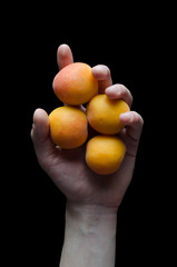 Hand Holding Multiple Apricots over Black Background