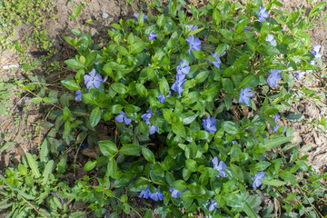 Lush green foliage and pale violet flowers of periwinkle