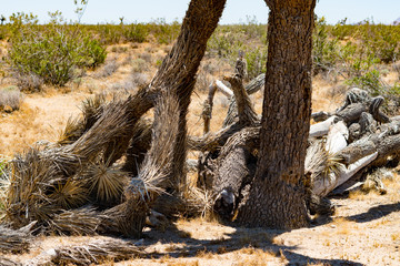 Joshua Tree