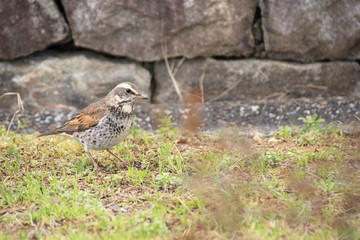 ツグミ　スズメ目ヒタキ科ツグミ属