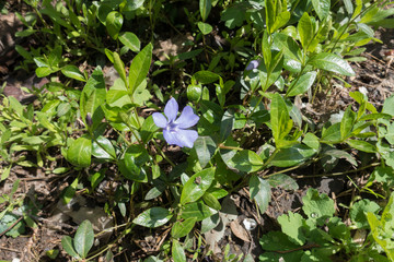 Obraz na płótnie Canvas Single pale violet flower of dwarf periwinkle
