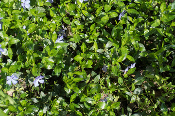 Trailing viny subshrub of vinca minor spreading along the ground