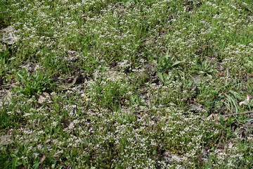 Glade covered with lots of white flowers