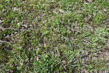 Natural uncultivated foliage with white flowers