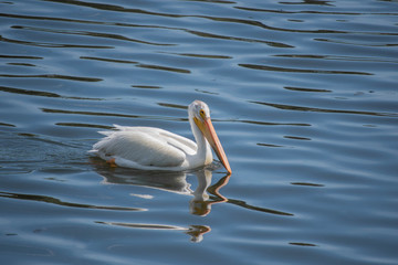 Pelican on Lake