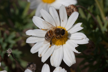 Bee on flower - pollination
