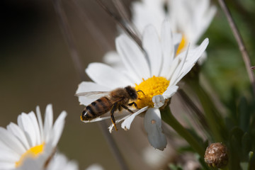 Obraz premium Bee on flower - pollination